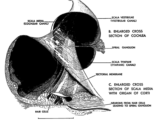 Cochlea Anatomy