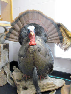 Turkey mount given to Millersville University