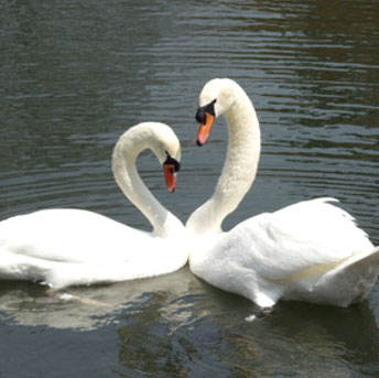 Swans at Millersville University