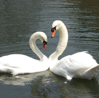 Swans