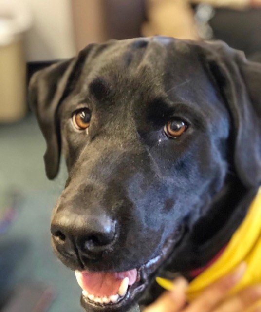 Black Lab