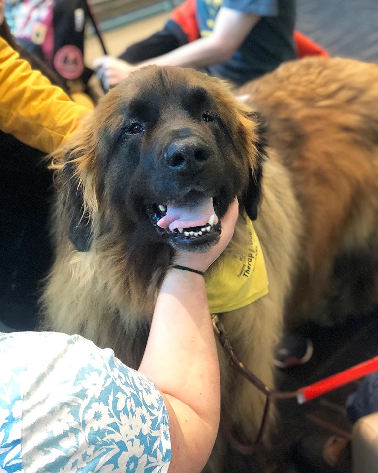 Leonberger