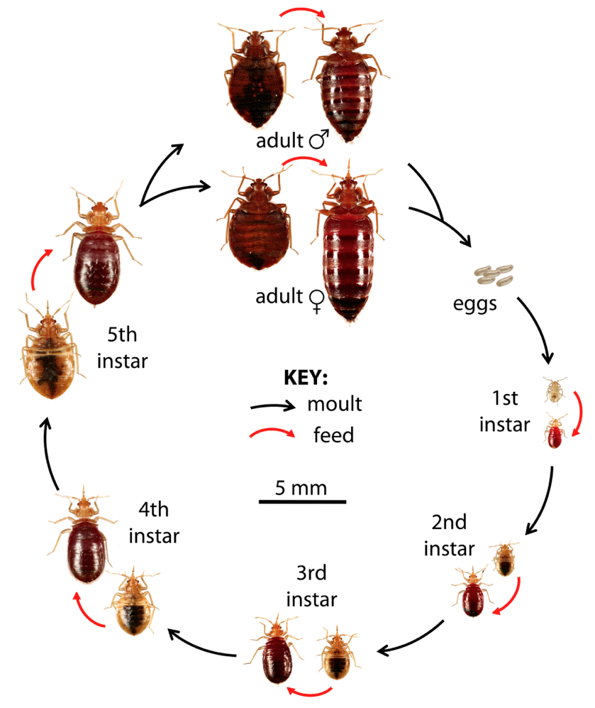 Bud Bug Stages
