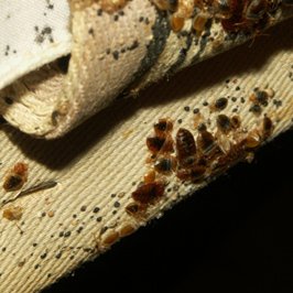 Bed Bugs and Droppings