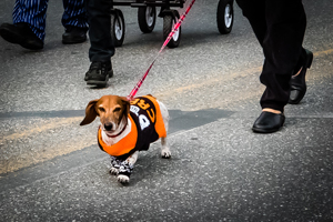 Dog at MU Parade