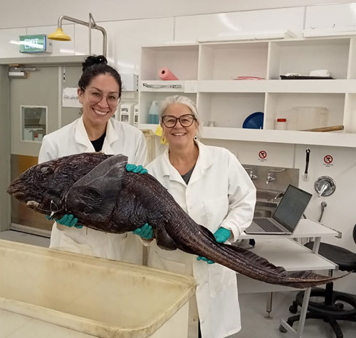 Two people holding a shark