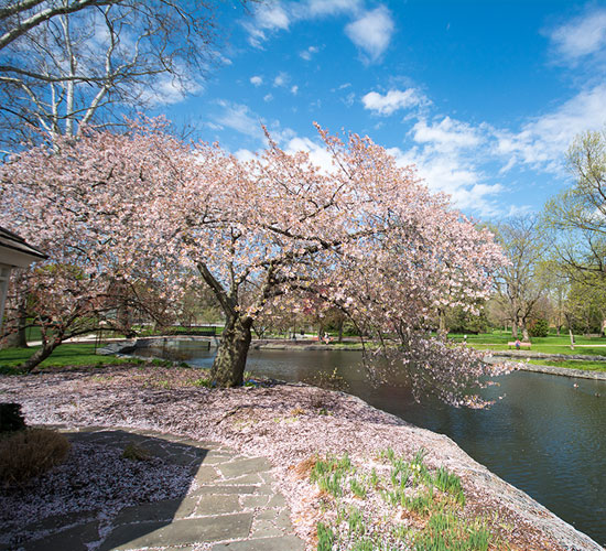 Beautiful tree blooming in spring at the MU pond