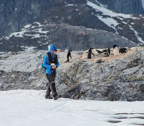 Emily Ritter '21 walking amongst penguins in Antarctica.
