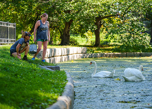 MU staff feeding Miller and S'ville at the University Pond