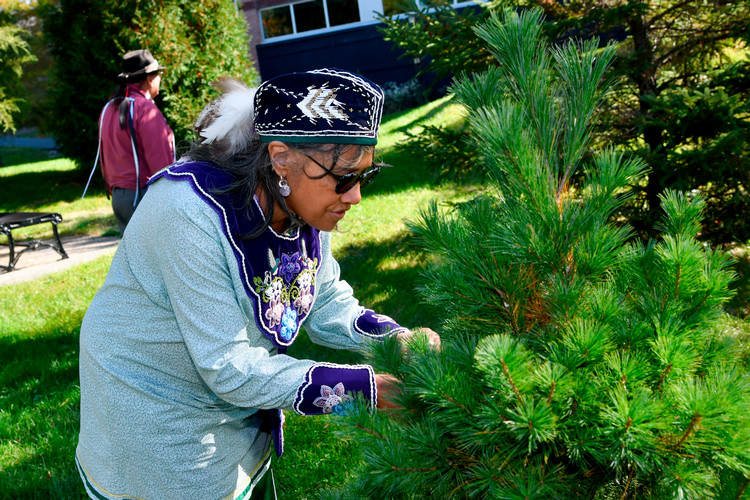 American Indian women in traditional attire touches branches of pine tree